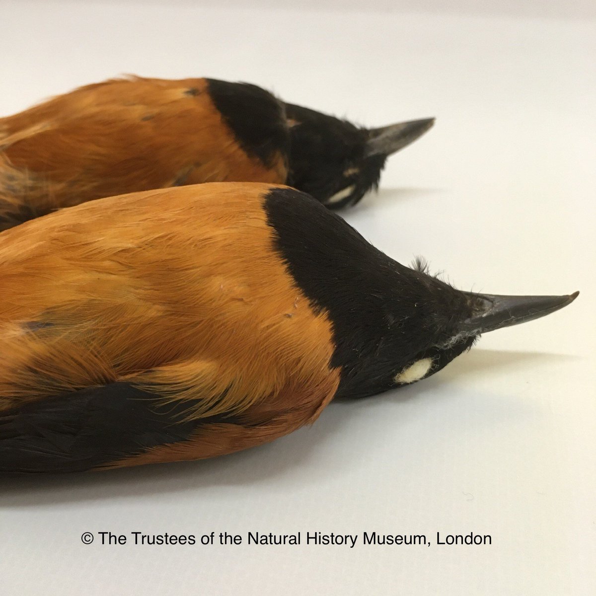 Is this eggshell toxic?! An egg of the most poisonous bird in the world - Hooded Pitohui are one of several species which use toxins usually found in poison arrow frogs. Their skin & breast feathers are covered in batrachotoxins so it is likely some is transferred to their eggs!