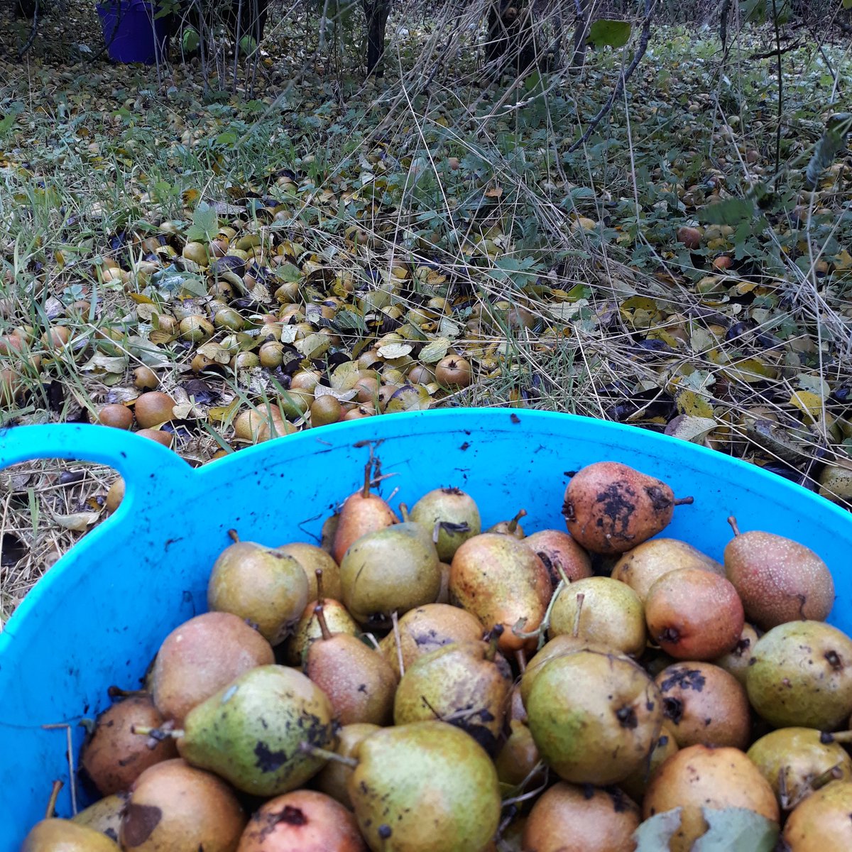 CockageeCider's tweet photo. Carpets of pears! #perrypear harvest under way. https://t.co/ERNkTxBW7h