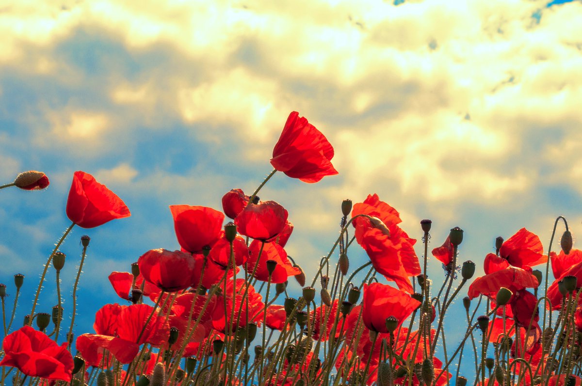 We will remember them.