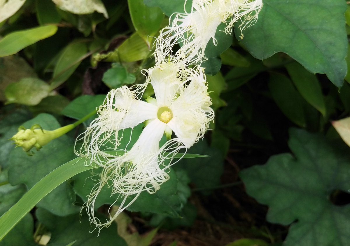 O Xrhsths 花 Sto Twitter 英名 Japanese Snake Gourd 日本のヘビウリ 今日の誕生花 カラスウリ 花言葉 よき便り 主に夜に咲く花らしいですが この一枚はお昼頃のもの 駐車場の花壇で見つけました ୭ ˈ ラッキーでした 艸 ふふ 8時