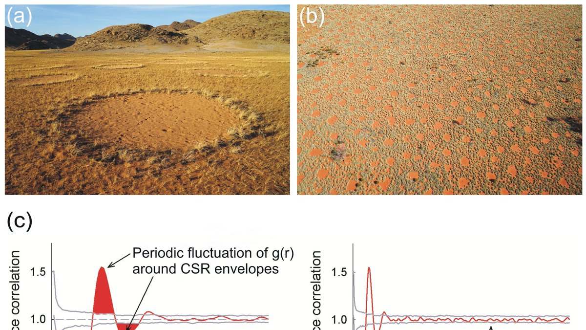 GetzinStephan's tweet photo. Here is our new OPEN ACCESS article on “Contrasting Global Patterns of Spatially Periodic Fairy Circles and Regular Insect Nests in Drylands“ #ecology
https://t.co/F3usZqDZpf https://t.co/il4bzdZ31N