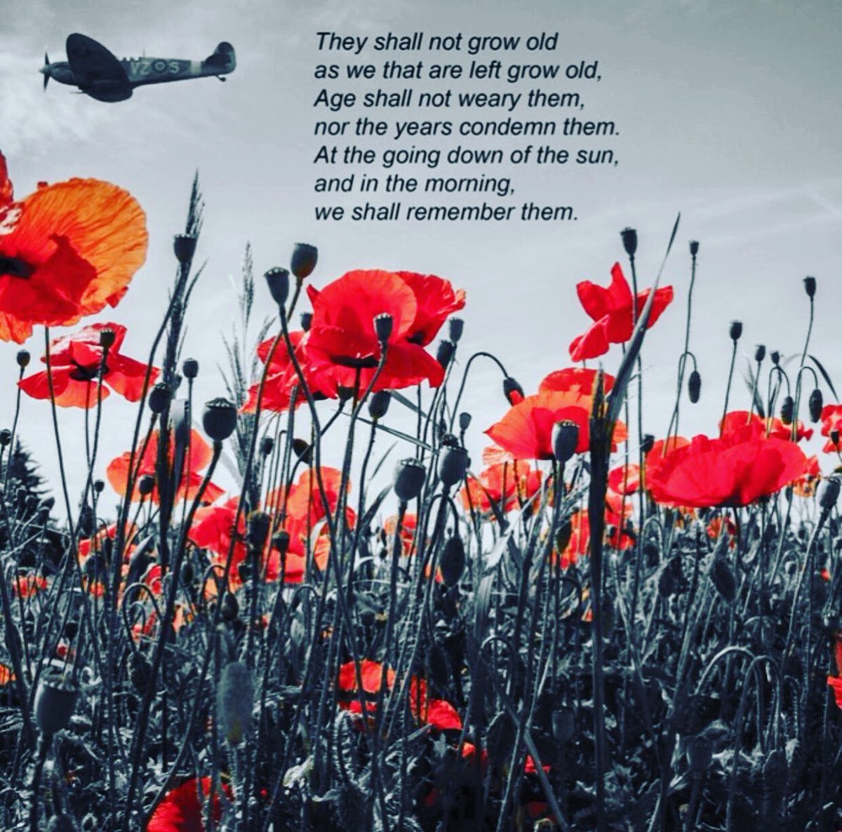 indibauk's tweet photo. Today at INDIBA UK we remember and honour the fallen. Our thoughts go out to the brave men and women still serving this country today. 🌹 https://t.co/IJDcWmxPw1