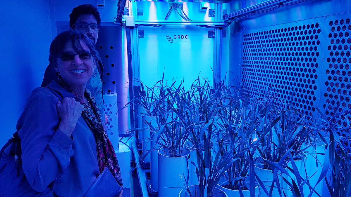 Pam Ronald exploring her blue light response at ANU in APPF GroCapsules <a href="/AustPlantPhenom/">Australian Plant Phenomics Network</a>
<a href="/leaf2field/">ARC CoETP</a>. Great talk Pam!