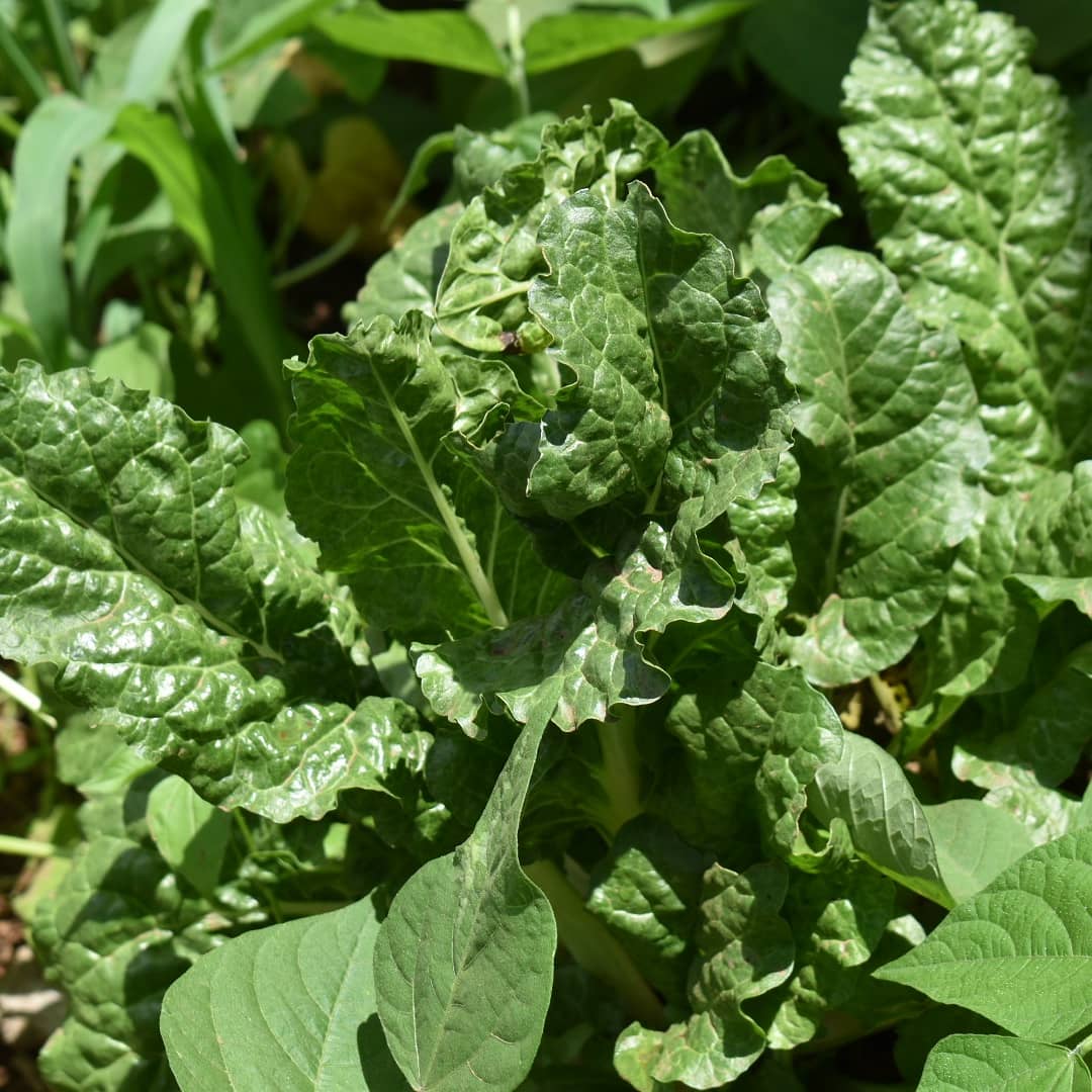 Thenature_net's tweet image. Horticulture at the Nature Network mainly deals in growing vegetables especially spinach and sukuma wiki. Among nutritionists, vegetables are highly recommended supplements for an improved balanced diet.
#Horticulture
#NatureNetwork