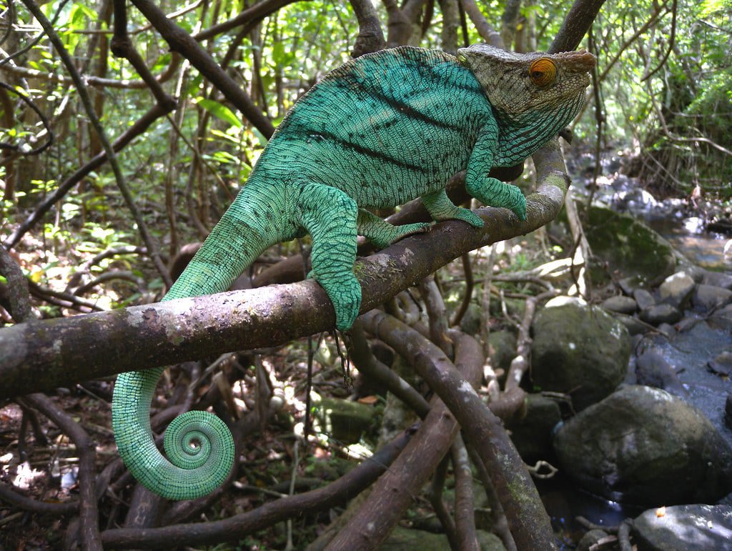ClubBci's tweet photo. 🦎 Madagascar is often considered as the chameleons’cradle. 🌳 The majority of existing species and the greatest variety of forms are found in the island.🍄

#chameleon #madagascarwildlife #beach_club_international https://t.co/ED57ri8ViE