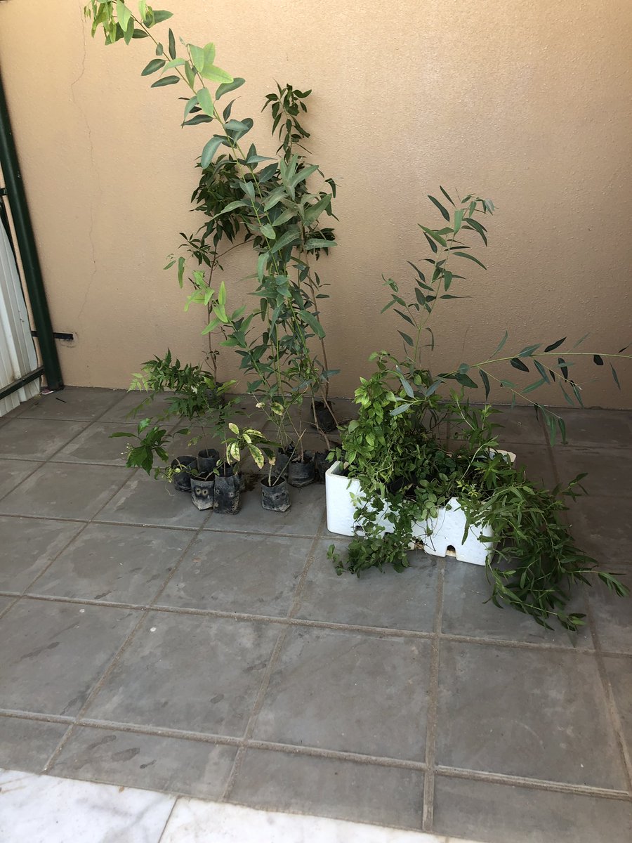 green33kh's tweet photo. من منطلق الشراكة المجتمعية التي تجمع رابطة الخرمة الخضراء مع الكثير من الدوائر الحكوميةوبالاخص التعليمية منها تم تفعيل اليوم الشراكةالمجتمعية مع مجمع الهجرة التعليمي للبنات وقدمت الرابطة ٢٠ شجرة متنوعه مابين اشجار ظل واشجارعطري�� لمجمع الهجرة التعليمي شكراً لكل من ساهم بهذا النجاح https://t.co/eW0tAvqLOs
