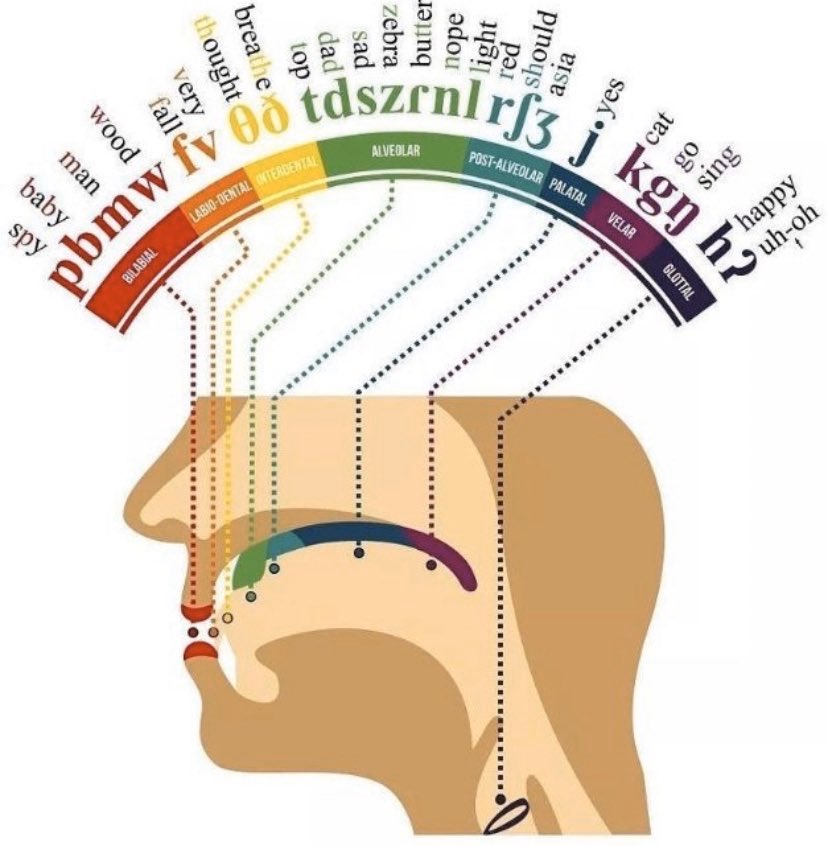 Ağızımızdan cıkanı,Kulağımız duysun !

📌A Phonetic Map of the Human Mouth

#kulakburunboğaz
#Monday
#pazartesi