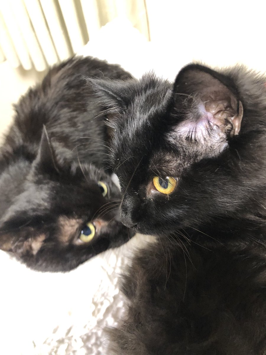 しぶとい中川翔子 ルナとミュウ 黒猫先輩後輩 しぶとい中川翔子 ルナとミュウ 黒猫先輩後輩