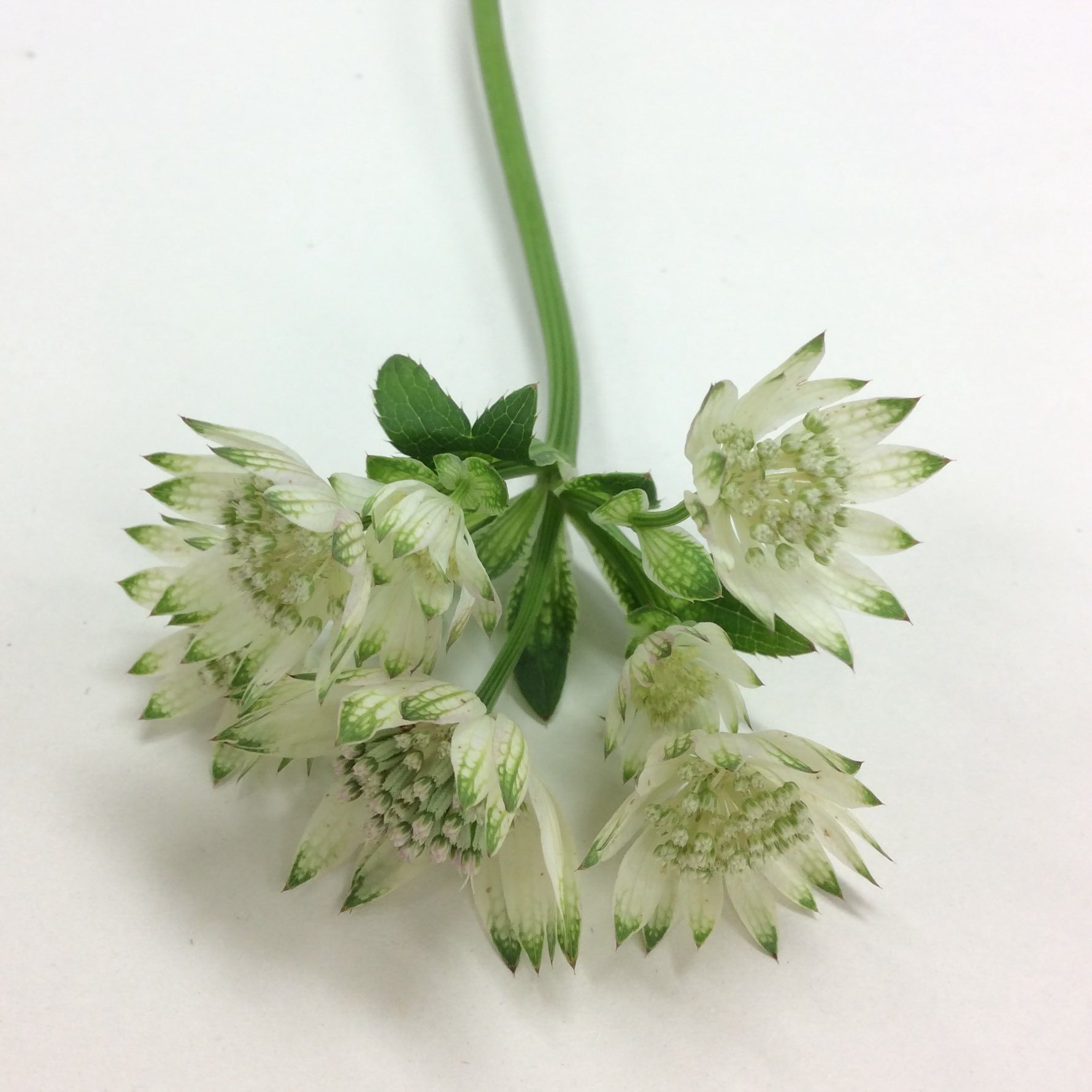 ぴぴね 利休草 リキュウソウ 又は蔓百部 ツルビャクブ ビャクブ科 花言葉は 奥ゆかしさ 葉から花 が出ていてハナイカダっぽいけど 葉も花も違うし とウウムとなって調査に難航したたけど見つけました 中国原産で薬草らしいです T Co