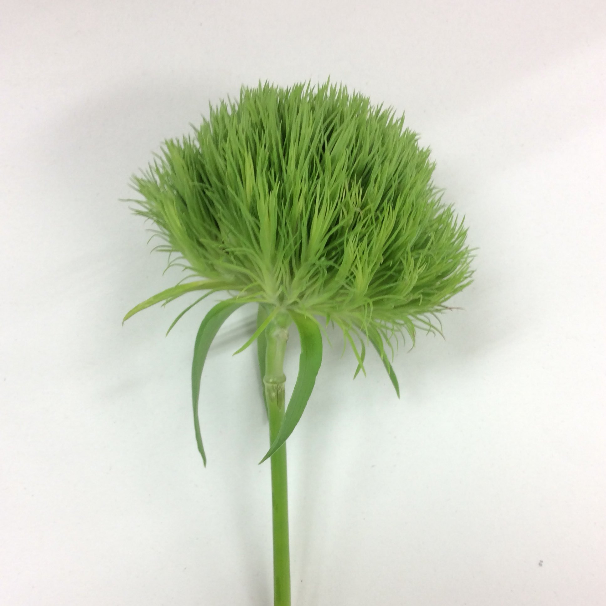 ぴぴね 利休草 リキュウソウ 又は蔓百部 ツルビャクブ ビャクブ科 花言葉は 奥ゆかしさ 葉から花 が出ていてハナイカダっぽいけど 葉も花も違うし とウウムとなって調査に難航したたけど見つけました 中国原産で薬草らしいです T Co