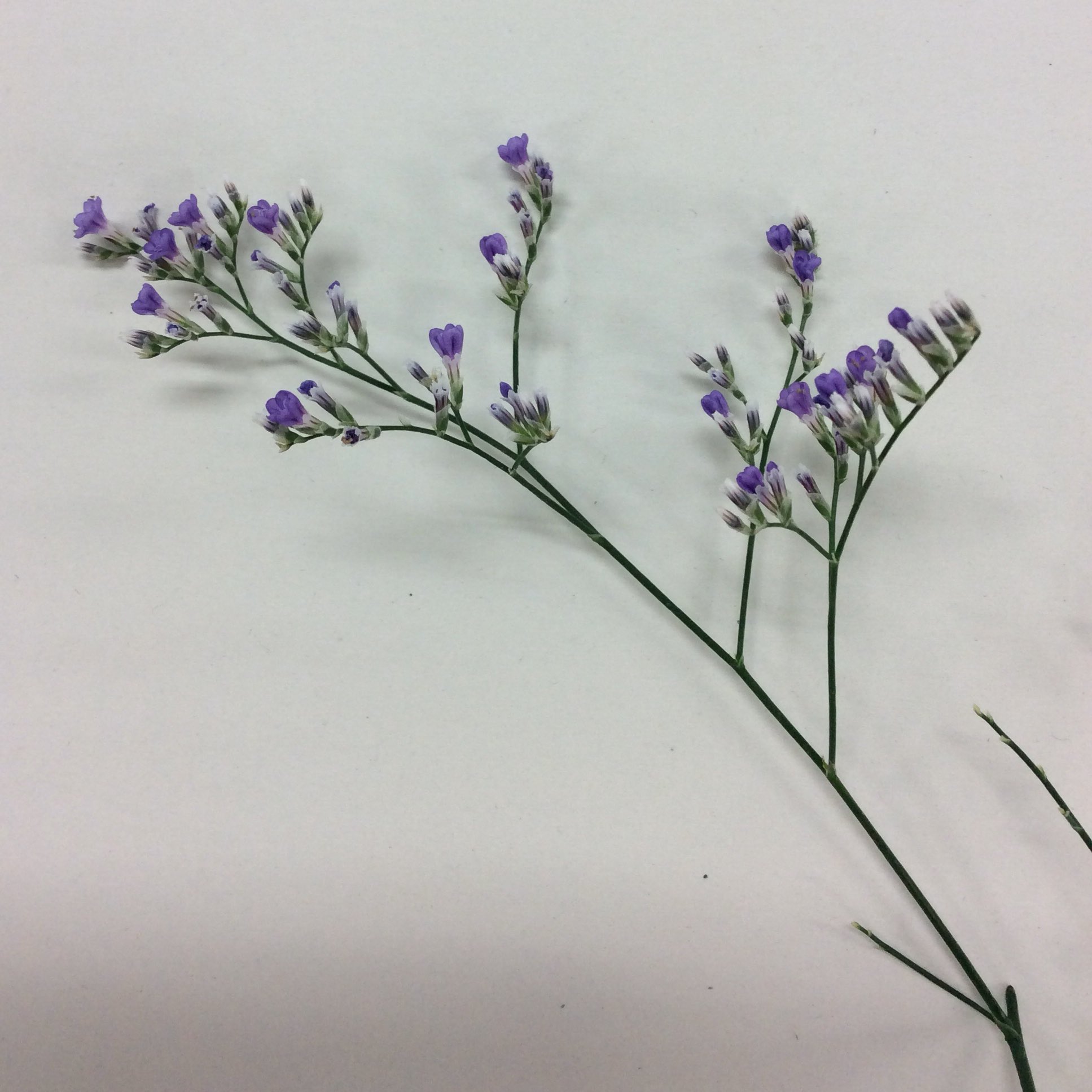 ぴぴね レモンリーフ ツツジ科 花言葉 純粋な愛 無邪気 ツバキでもないし 大型のバラかな と思ったら全然違った ええっ ツツジですって と驚き 北米原産 レモンとは全く関係なく 葉の形がレモンに似てるからですって T Co