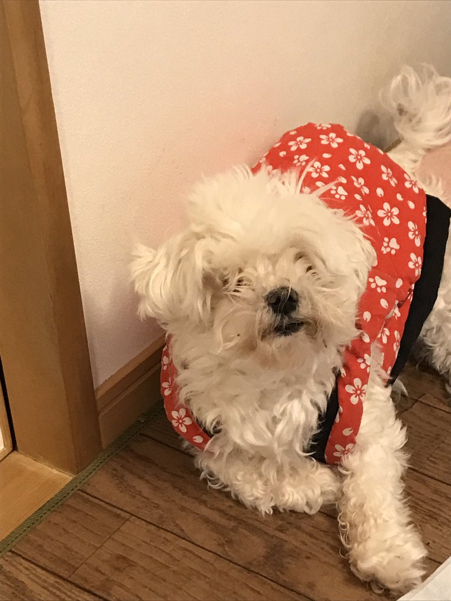 tigersfunky's tweet photo. 昼間、#秘密結社老犬俱楽部 に元気な姿を投稿したのですが、本日11月11日の午後4時頃、愛犬のマルチーズの蘭子ちゃんが虹の橋を渡りました🌈

16歳と4ヶ月と10日

ナイスなタイミングで出会ってくれて、家に来てくれてありがとう✨

お疲れ様でした✨

愛してる

#秘密結社老犬倶楽部天国支部 https://t.co/48Snk4TW0d