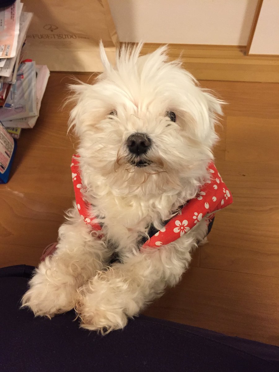 tigersfunky's tweet photo. 昼間、#秘密結社老犬俱楽部 に元気な姿を投稿したのですが、本日11月11日の午後4時頃、愛犬のマルチーズの蘭子ちゃんが虹の橋を渡りました🌈

16歳と4ヶ月と10日

ナイスなタイミングで出会ってくれて、家に来てくれてありがとう✨

お疲れ様でした✨

愛してる

#秘密結社老犬倶楽部天国支部 https://t.co/48Snk4TW0d