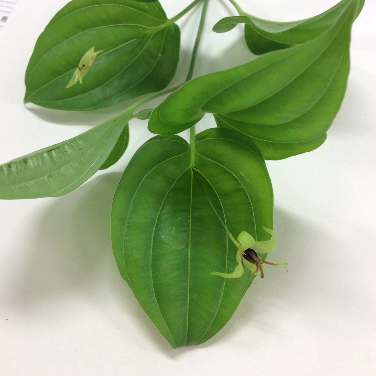 ぴぴね 利休草 リキュウソウ 又は蔓百部 ツルビャクブ ビャクブ科 花言葉は 奥ゆかしさ 葉から花 が出ていてハナイカダっぽいけど 葉も花も違うし とウウムとなって調査に難航したたけど見つけました 中国原産で薬草らしいです T Co ぴぴね 利休草 リキュウソウ 又は蔓百部 ツルビャクブ ビャクブ科 花言葉は 奥ゆかしさ 葉から花 が出ていてハナイカダっぽいけど 葉も花も違うし とウウムとなって調査に難航したたけど見つけました 中国原産で薬草らしいです T Co