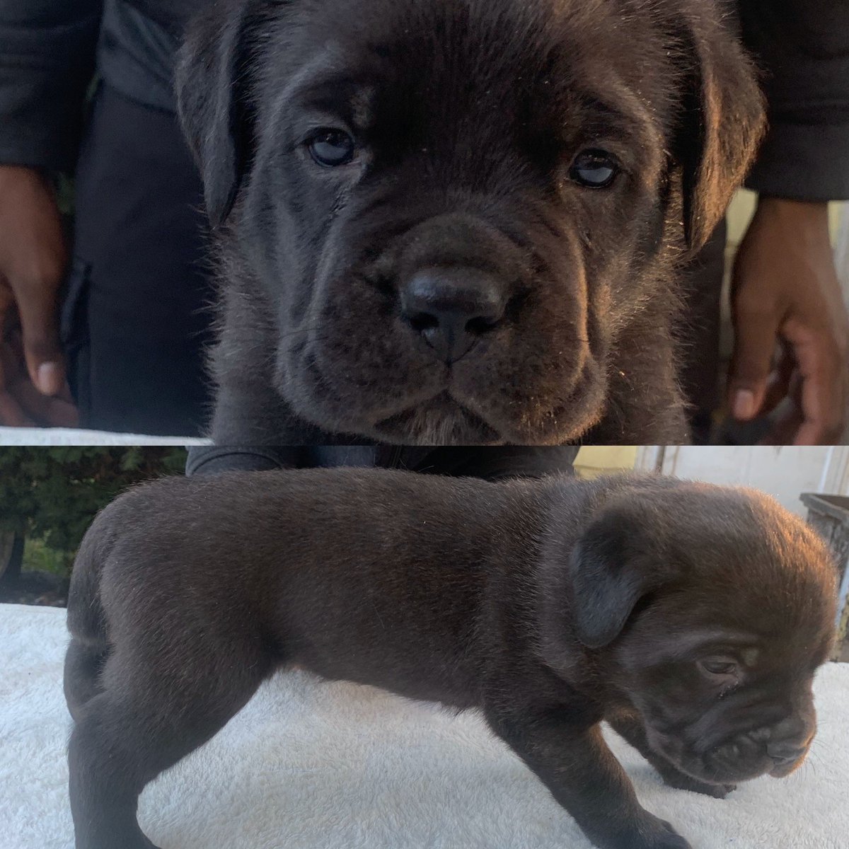 Canecorsopuppies4sale Hashtag On Twitter