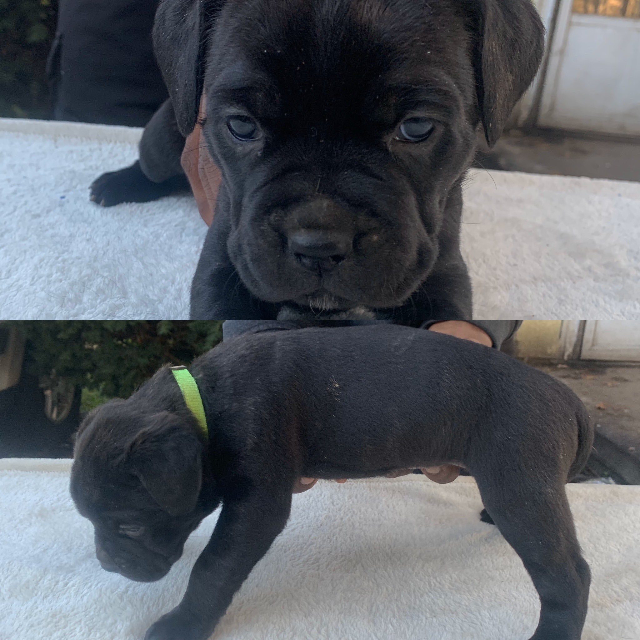Akc cane cheap corso puppies