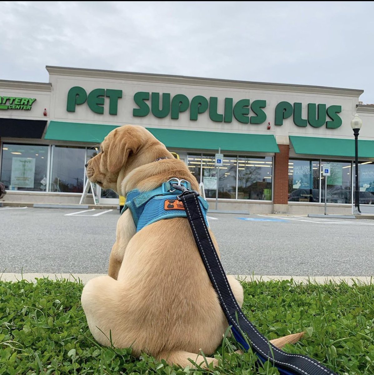 dog_rates's tweet photo. This is James. He was asked to leave the store after knocking over an aquarium to free the fish. 13/10 punished for being a hero smh https://t.co/1rnAbGb2NI