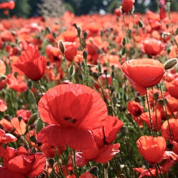 TheNewsAbbotsford tweet media