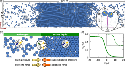 PhysRevE's tweet photo. Phase coexistence of active Brownian particles, Sophie Hermann, Philip Krinninger, Daniel de las Heras, and Matthias Schmidt #activematter #softmatter #statisticalmechanics https://t.co/EBwbm7qCJ6 https://t.co/bFsP0FZWe5