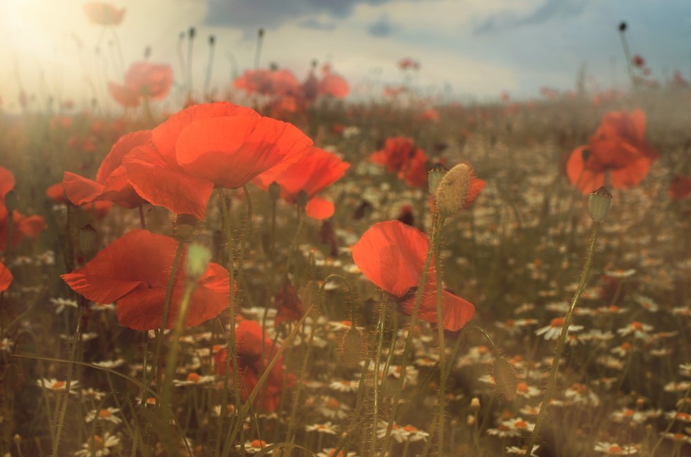 SaveABuckOnline's tweet image. #LestWeForget - Thank you to all our heroes. #RememberanceDay  ⁠