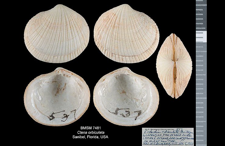 ShellMuseum's tweet image. Dwarf Tiger Lucine
shellmuseum.org/post/shell-of-…