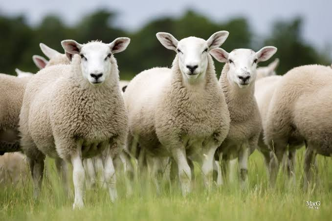 AshikaNayan's tweet photo. https://t.co/CQvipC4sd9
Sheep disease toxin shines a light on multiple sclerosis #VeterinaryHealth #veterinarymedicine #mobileveterinary #CamelScience #equineresearch #avianscience #veterinary #cattleproduction #dairytechnology #veterinarynursing #VeterinaryToxoids #veterinary https://t.co/MjaO6In4RT