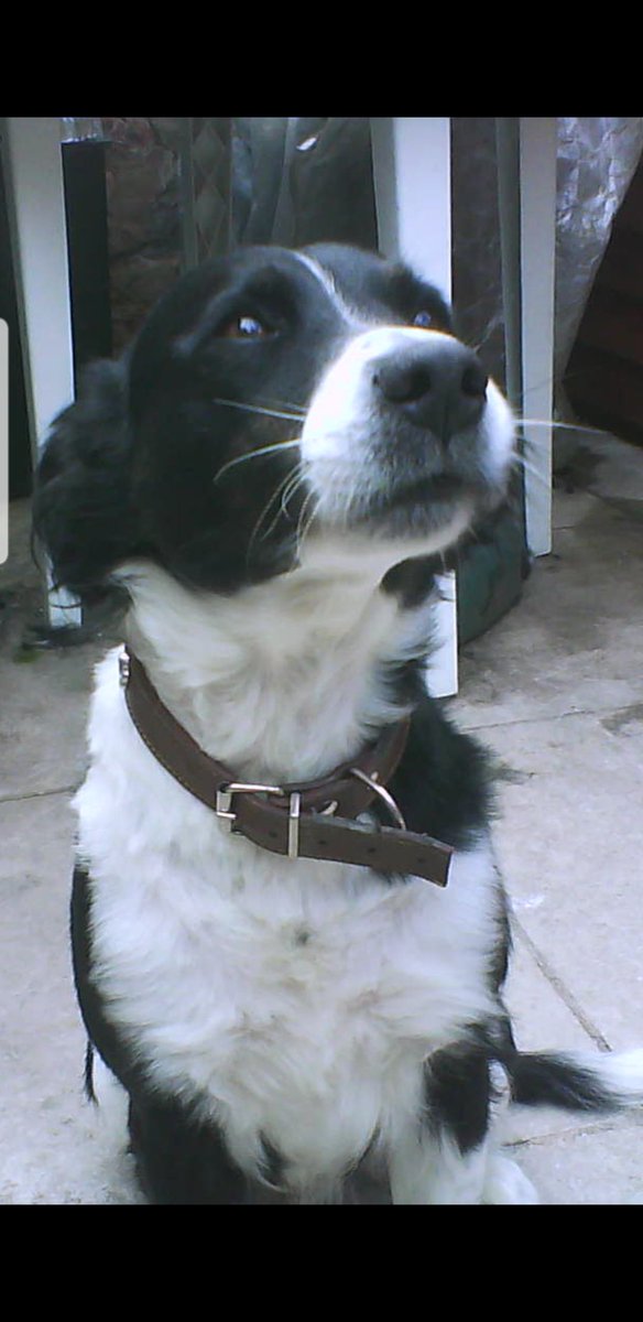 deakle86's tweet photo. Today my baby boy snoop gained his wings and flew to heaven 17 years old,love you always snoop doggy dog goodnight baby xXx https://t.co/LL3F904pWF