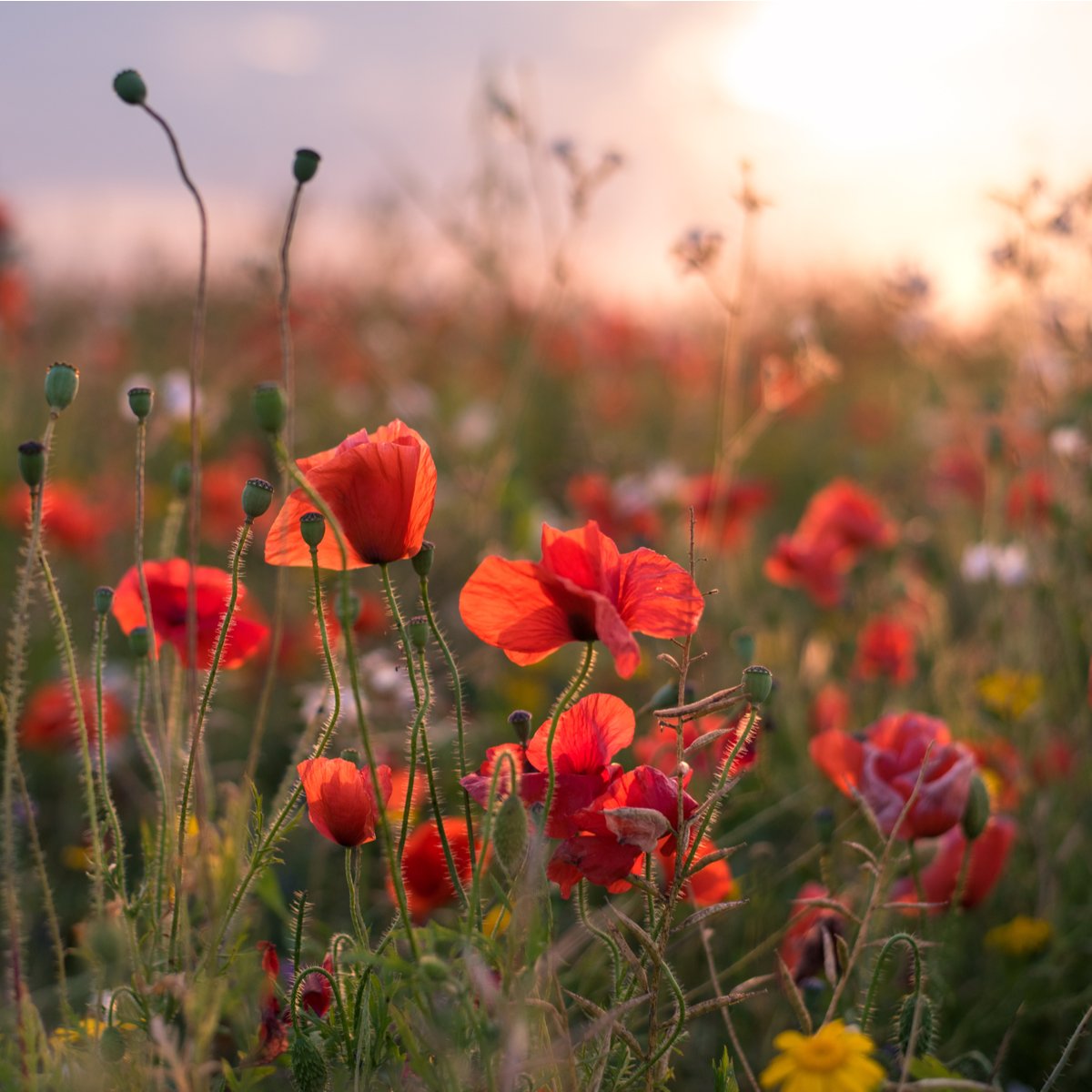 Caerphilly Funeral Services tweet media