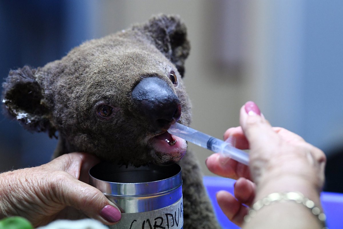 AcousticAri's tweet photo. 3 people have died so far, with more people missing and over 150 houses have been destroyed. But it’s not only affecting people. Animal habitats are being destroyed and they can’t escape. Over 350 koalas (endangered species) were killed in 1 area alone! #NSWFires #BushFires https://t.co/O6SZkwsgys