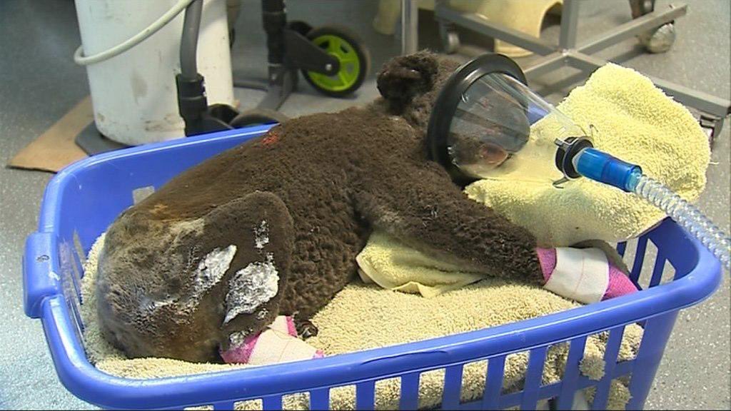 AcousticAri's tweet photo. 3 people have died so far, with more people missing and over 150 houses have been destroyed. But it’s not only affecting people. Animal habitats are being destroyed and they can’t escape. Over 350 koalas (endangered species) were killed in 1 area alone! #NSWFires #BushFires https://t.co/O6SZkwsgys
