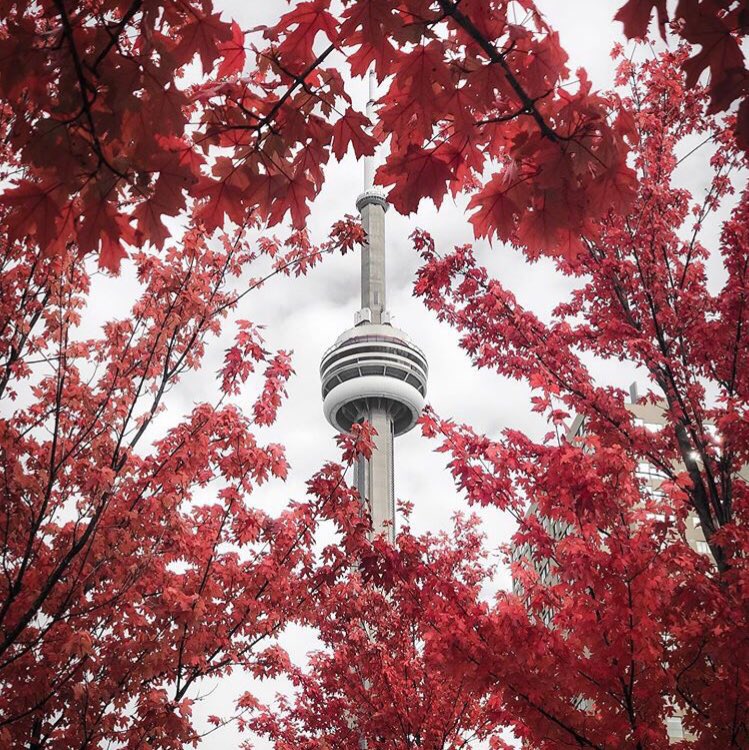 Lest we forget 🍁 Take time today to remember all those who served to protect this beautiful country! 🇨🇦#RemembranceDay #Canada #Toronto #Remember #LestWeForget