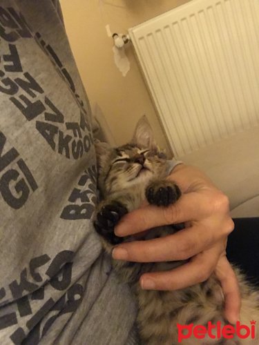 petlebi's tweet photo. #Samsun #Kedi #Yuvaaaaaa  https://t.co/1rZOUBcpvC https://t.co/QePVUZ108Q