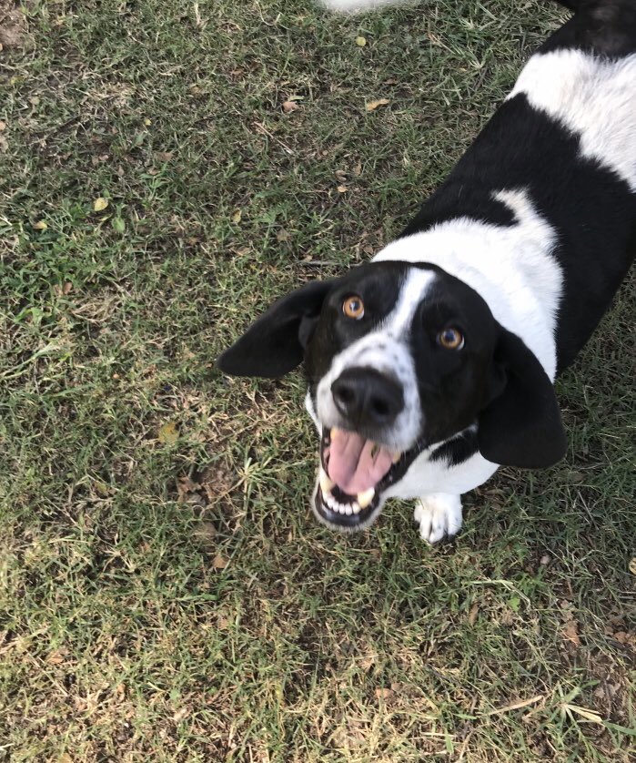 notbatmanyet's tweet photo. Will do. Also because you love #Bassets. I have a half basset half beagle. He’s a #Bagle. He does love his sisters don’t let that frown fool you on the last pic Lol #Bubba #Bagle #Samjr https://t.co/fjAw3mlza8