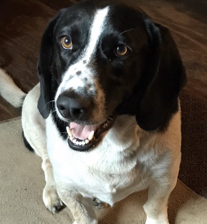 notbatmanyet's tweet photo. Will do. Also because you love #Bassets. I have a half basset half beagle. He’s a #Bagle. He does love his sisters don’t let that frown fool you on the last pic Lol #Bubba #Bagle #Samjr https://t.co/fjAw3mlza8