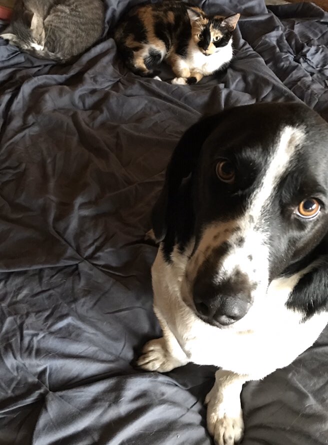 notbatmanyet's tweet photo. Will do. Also because you love #Bassets. I have a half basset half beagle. He’s a #Bagle. He does love his sisters don’t let that frown fool you on the last pic Lol #Bubba #Bagle #Samjr https://t.co/fjAw3mlza8