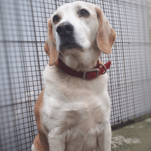 MypetBond.com tweet media