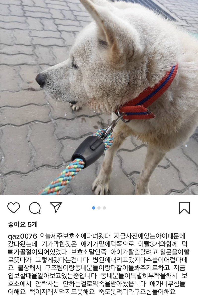 포비 수술했습니다!☺ tweet media