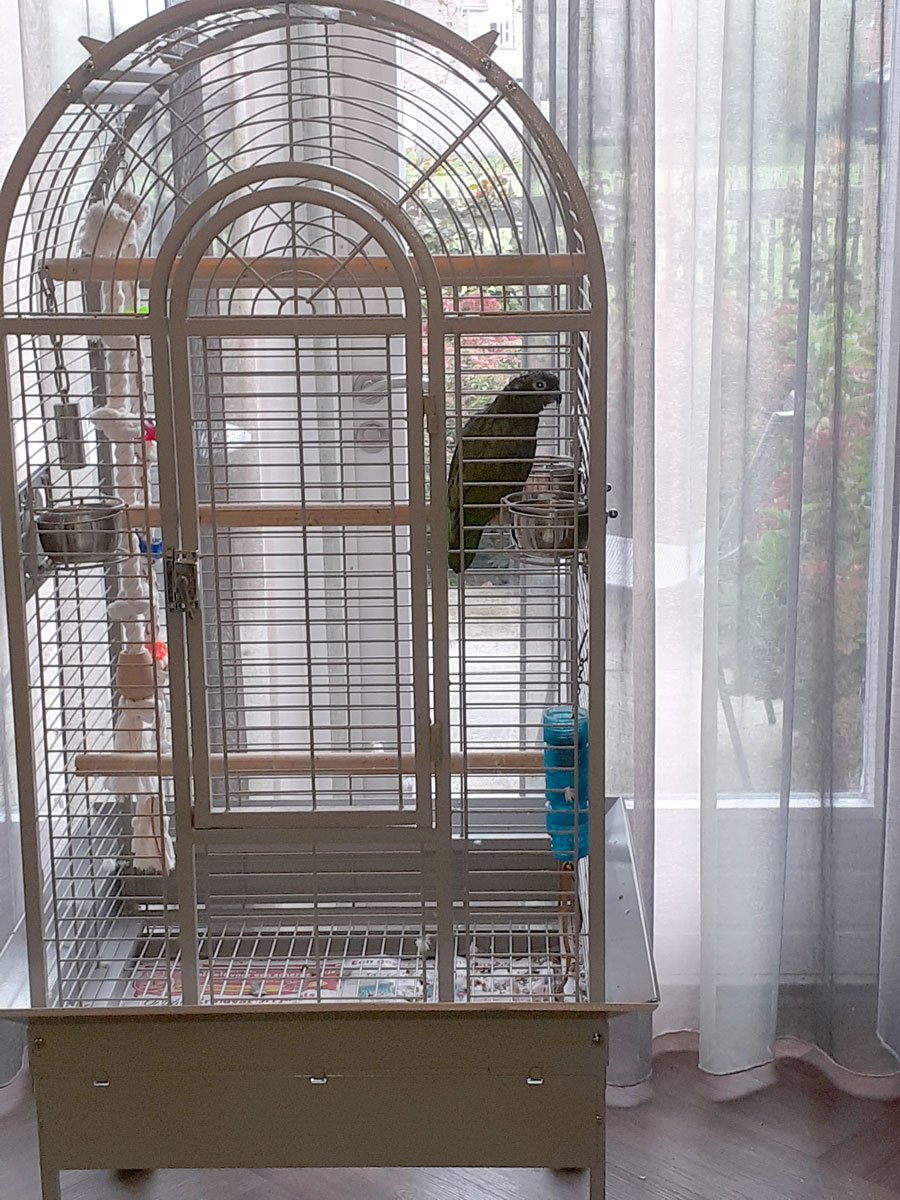 Dit is Paco, de papegaai. Hij is meeverhuisd naar het hospice.
Onze gast vertelt dat Paco het heel erg naar zijn zin heeft. De vrijwilligers geven hem aandacht en lekker fruit.
De gast heeft Paco nu zo'n twee en half jaar en is blij dat hij hem mee kon nemen naar het hospice.