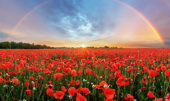 Rogerwright1's tweet image. Today is 'Armistice day' a time to remember the service men and women gave their lives for us to live in peace on Earth.. 
We will remember them 🙏