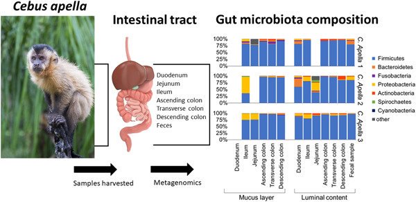 AmJournalPrimat's tweet photo. The gut microbiota of the Cebus Apella is dominated by aerotolerant taxa #microbiome #gut #Cebus #primatology
https://t.co/jEm6onhuLh https://t.co/EW9XegUMPx