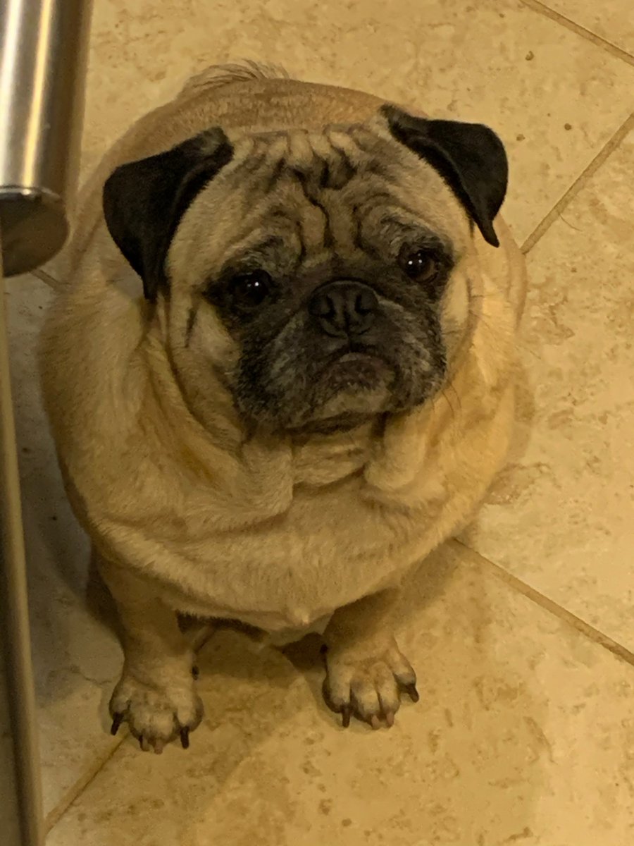viper1178's tweet photo. @humorandanimals Boy-O (Roscoe) waiting for his pancake! The face though🙃 Love this meaty chunk right here! https://t.co/GfGGWJI3hn