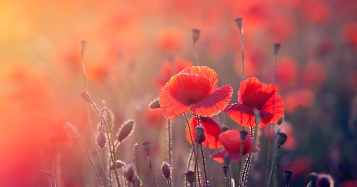 Across Canada we observe a moment of silence on November 11 to honour the brave men and women who have fallen in service of our country and to acknowledge those who served and those who continue to serve today. #LestWeForget
