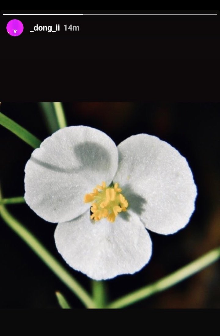 Donghyuk posted a photo of an arrowhead flower (벗풀) on his IG story, which is the birth flower of Oct 22nd on hanbin’s birthday