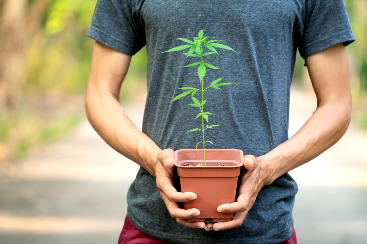 olmecagrotech's tweet photo. Growing Cannabis – Can You Grow Hemp at Home? https://t.co/O2vtVE33wx #growinghemp #growingcannabis https://t.co/eavCt3THEC
