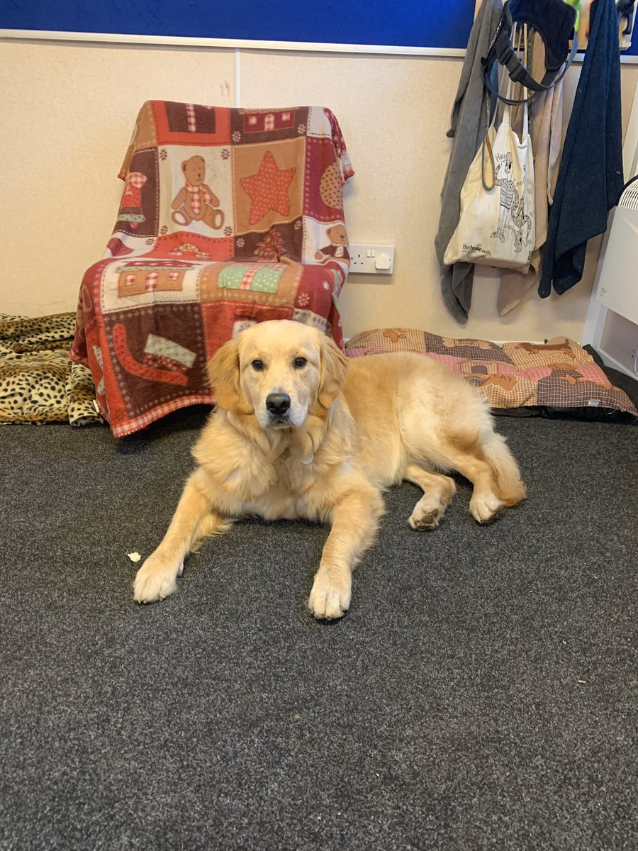 EdenWellDog's tweet photo. Weekend with Golden Retriever Idie, who met you with newbie American Alsatian X Dachshund Ruby who will be starting with us on Wednesday! #doggiedaycare #dogwalking #folkestone #goldenretriever https://t.co/IleIw8cR2M