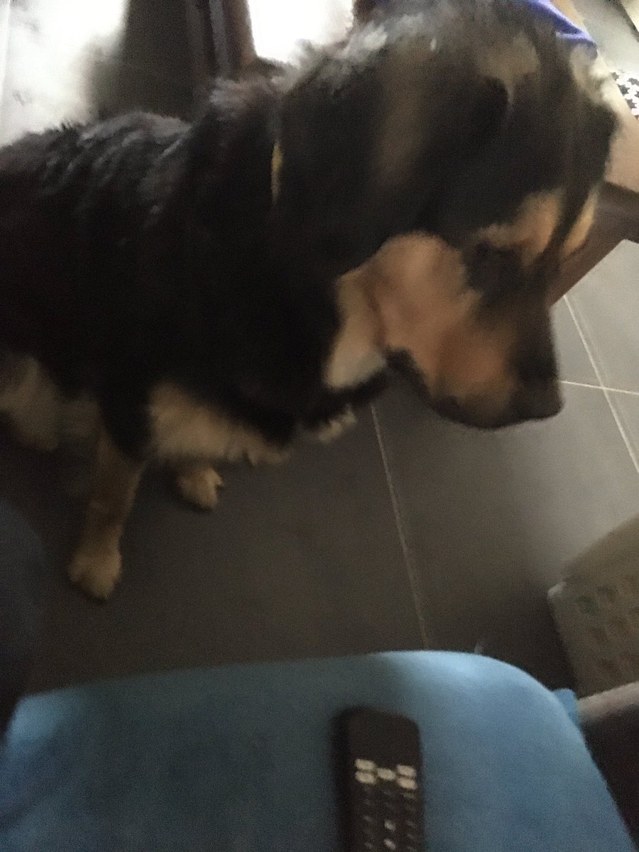 eveline_jansen's tweet photo. @ZiggoWebcare hallo, onze ondeugdhond Lizzy zag de oh zo goed opgeborgen afstandsbediening voor een speeltje aan. Helaas is het klepje van de batterij nu in gruzelementen. Is er een mogelijkheid dat we een nieuwe aan kunnen schaffen? Ze kijkt heel schuldbewust vind je niet? https://t.co/uX0Cd15ta6