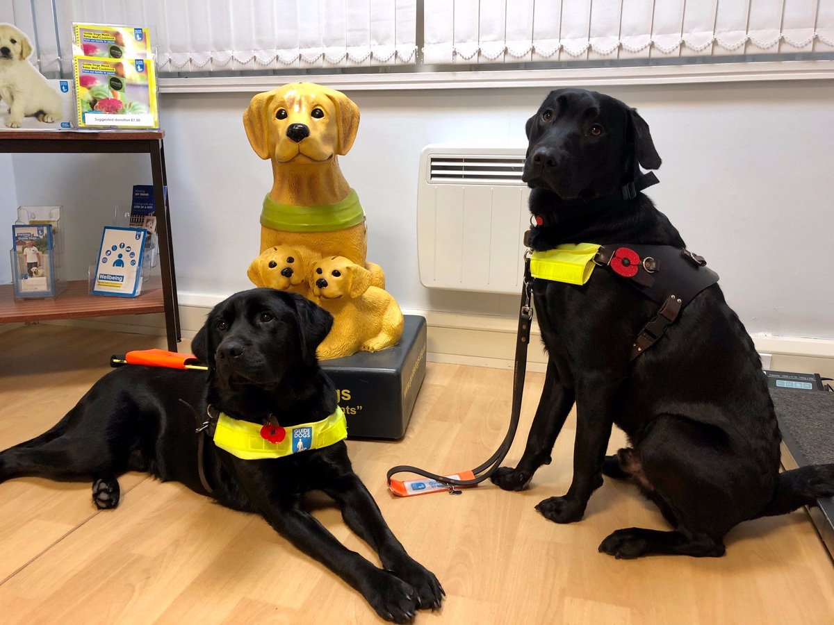 GuideDogsNE tweet picture