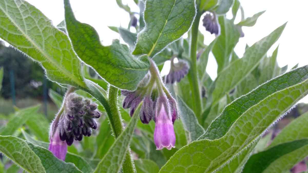 verticalscreen's tweet image. Another gorgeous picture from the #VSGarden by one of our employees! 🥀

Stay warm everyone!  #hotchocolateplease