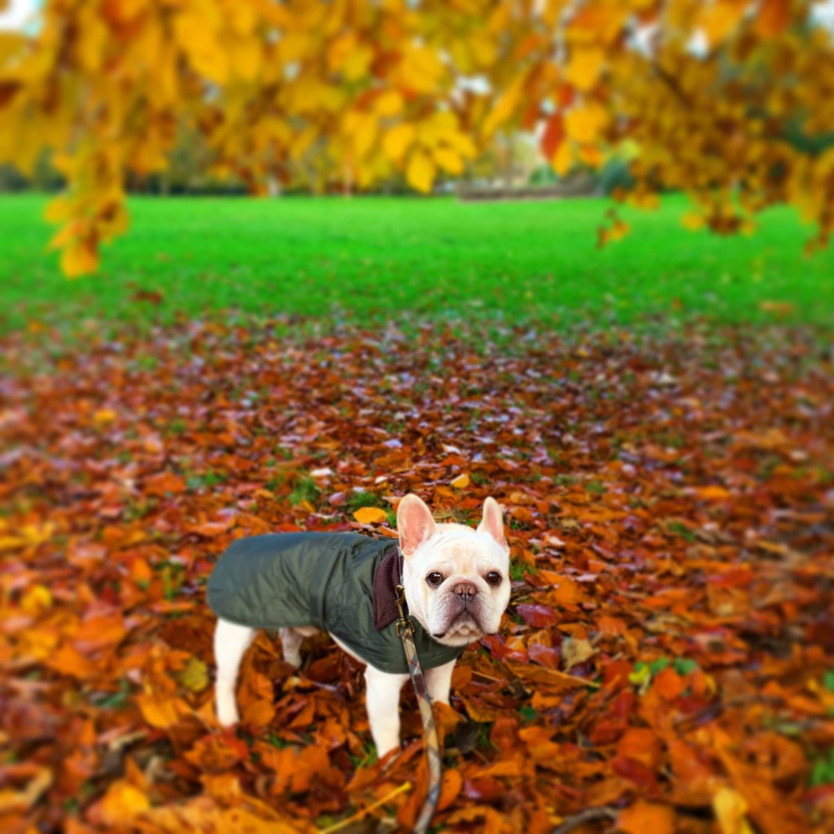 FrenchBullblog's tweet photo. @poochandmutt Hello 🐾🍂 https://t.co/icvqNnxT8b