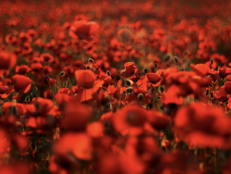 Skills_Canada's tweet photo. On Remembrance Day we would like to express our gratitude to the current and former members of the Canadian Armed Forces for their bravery and sacrifice. https://t.co/2v2r22JtmB